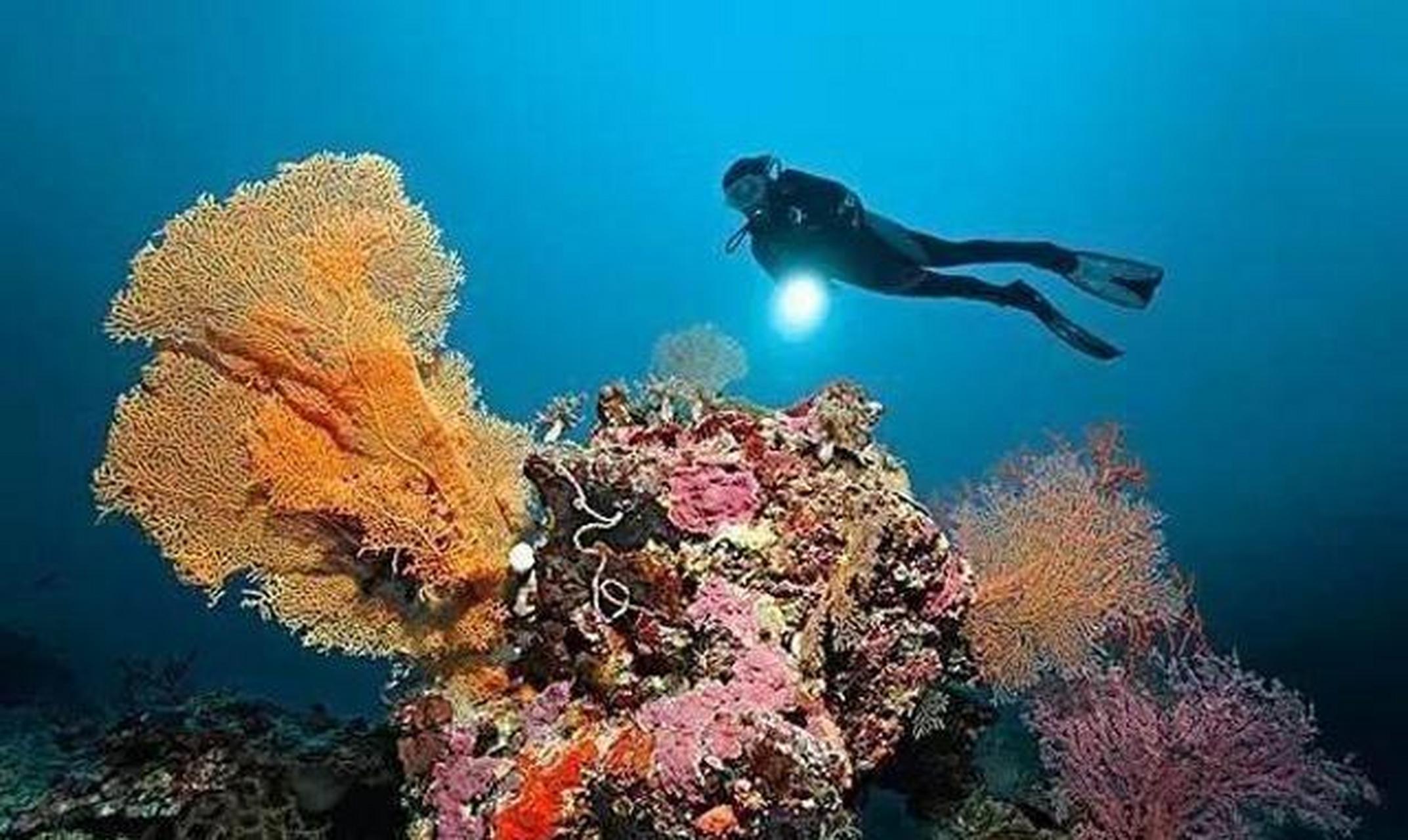 [月亮]西沙群岛珊瑚礁区大型底栖生物群落特征是什么?