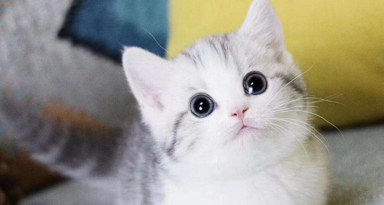 马山山的猫是什么品种