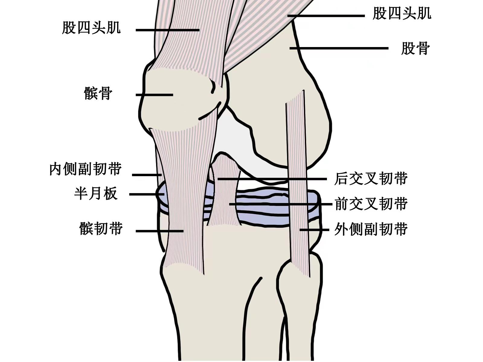 半月板后角的位置图图片