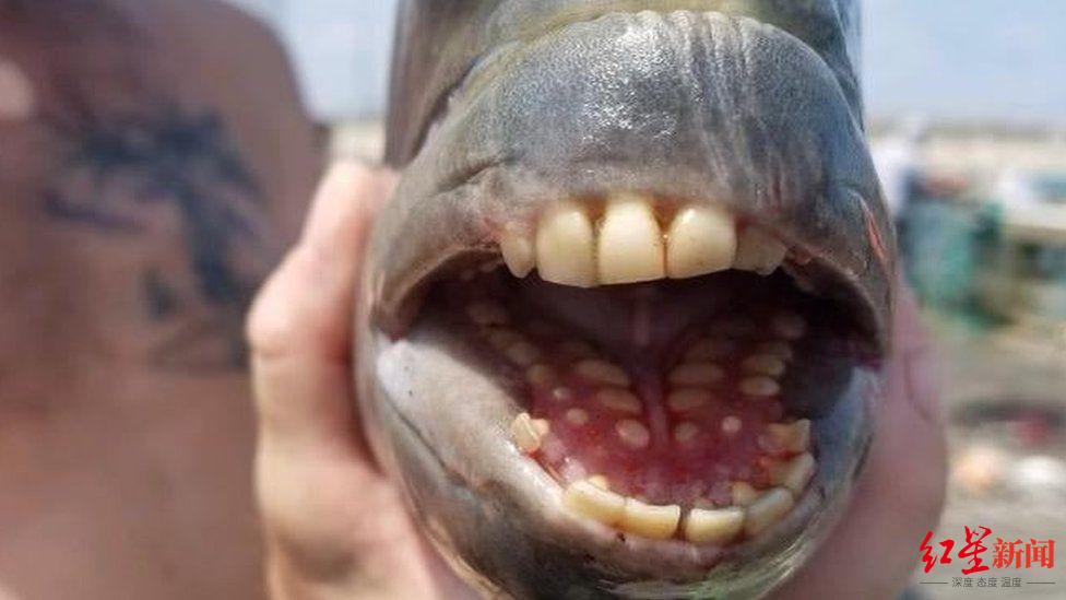 胆小慎看!这种鱼竟长着人类牙齿