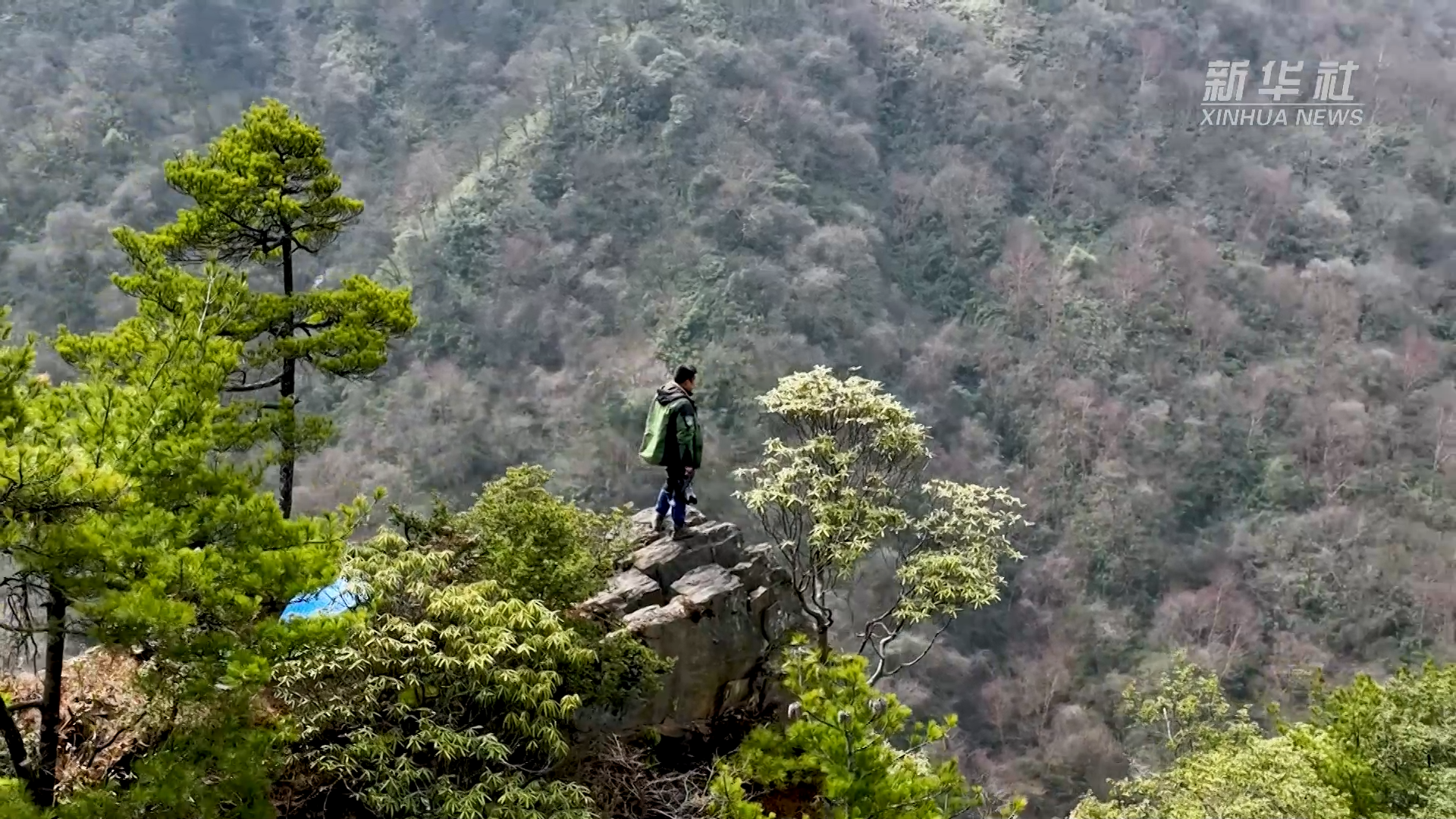 守护"竹林隐士"大熊猫