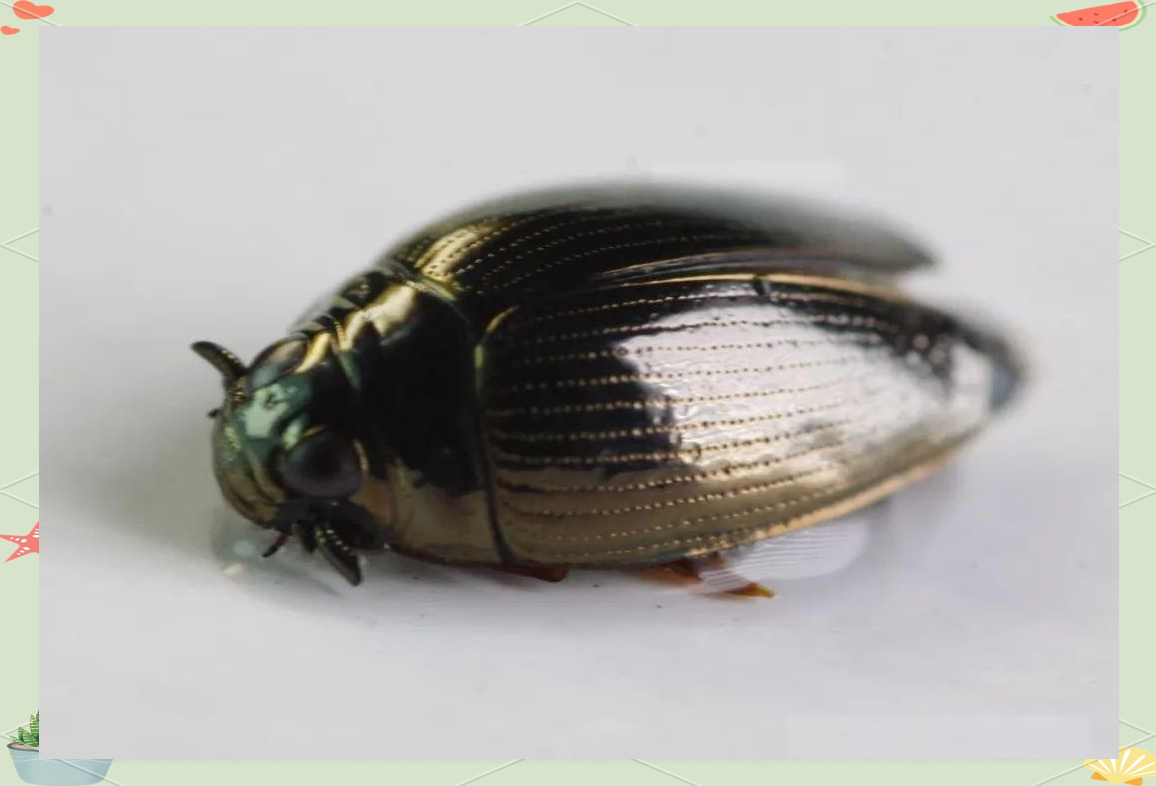 多种鞘翅目昆虫介绍及照片分享