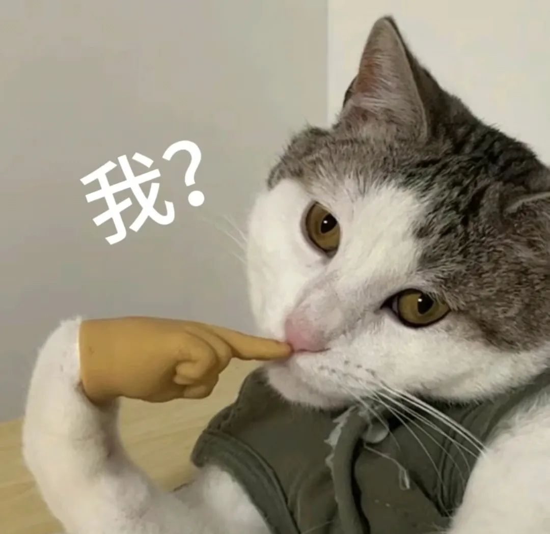 猫咪表情包大赏:别给小猫戴手指手套,否则你可能会