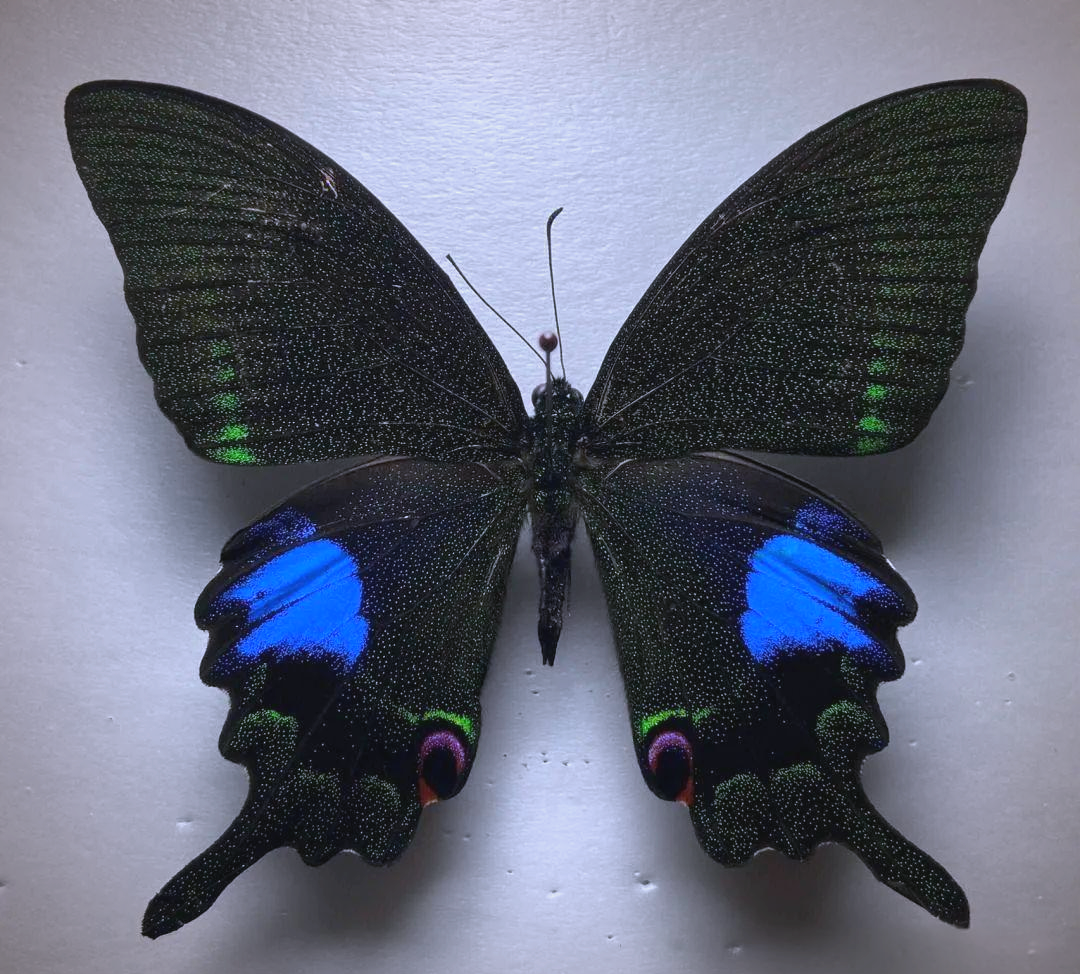 与其他蝴蝶相比,亚历山大女皇鸟翼凤蝶的飞行高度更高,在寻找食物或