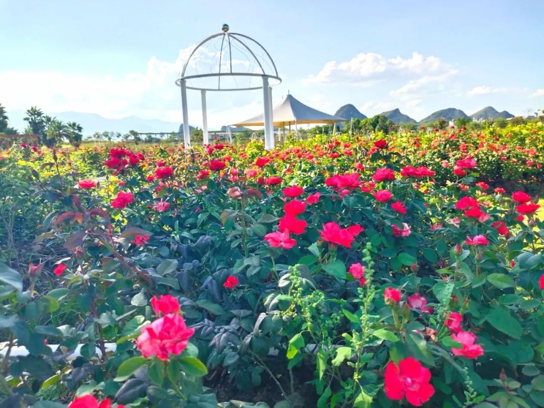 富川花海图片