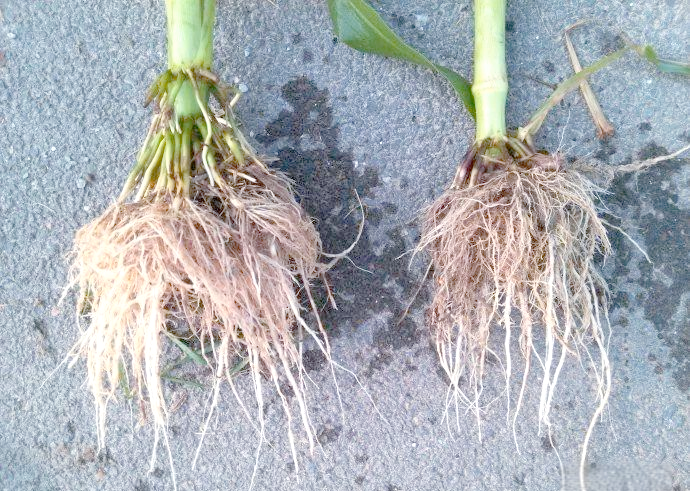 玉米的根系特点及生长影响因素