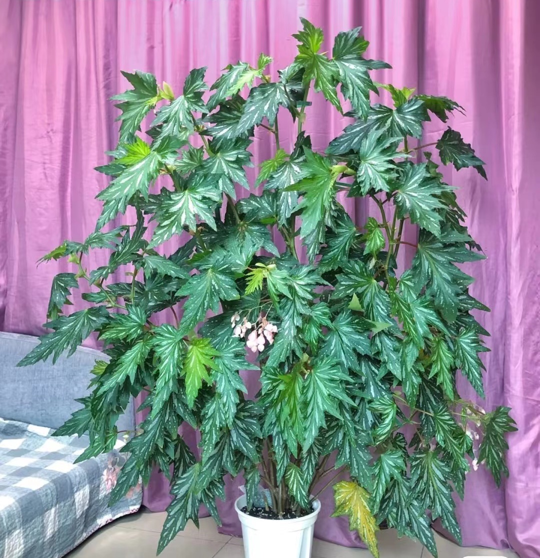 枫叶秋海棠—室内盆栽"新宠",花叶共赏,超爱开花,耐阴又好养