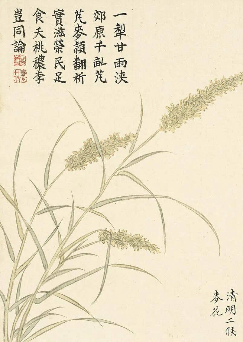 鉴赏|清朝画家董诰笔下的《二十四番花信风图》