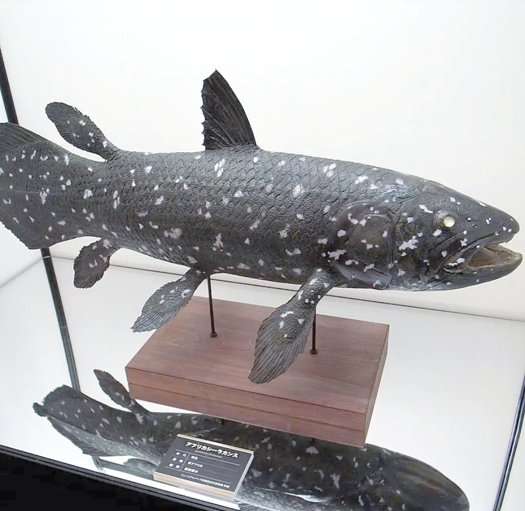 马达加斯加海域腔棘鱼重现,科学界见证进化奇迹