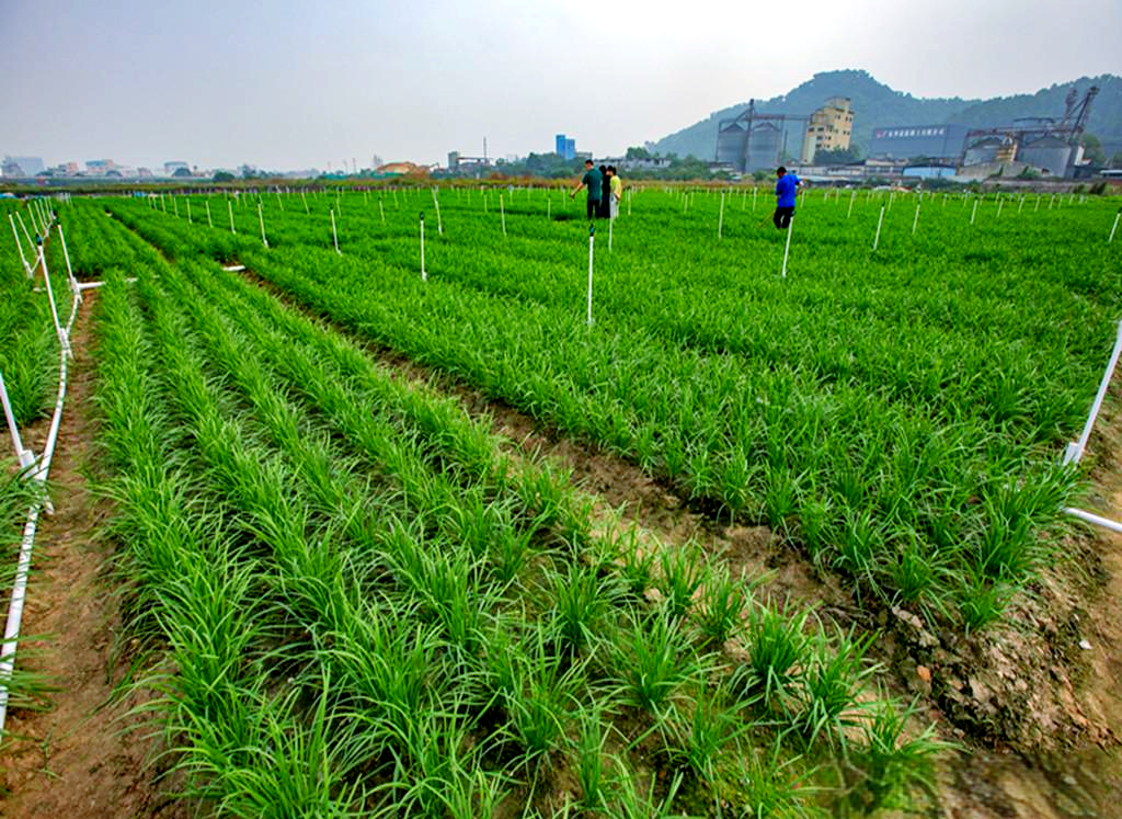 大罗村韭菜基地:年收割多次,产量喜人,绿色种植引领行业新风向