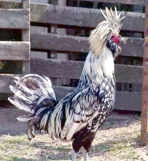 科敏鸡,这一源自印度尼西亚爪哇岛的珍稀禽种,同样令人着迷