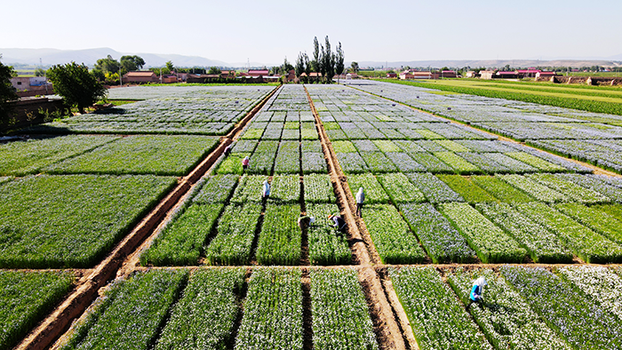 王芳平:打造4万吨亚麻籽油供应链 为国民健康贡献力量