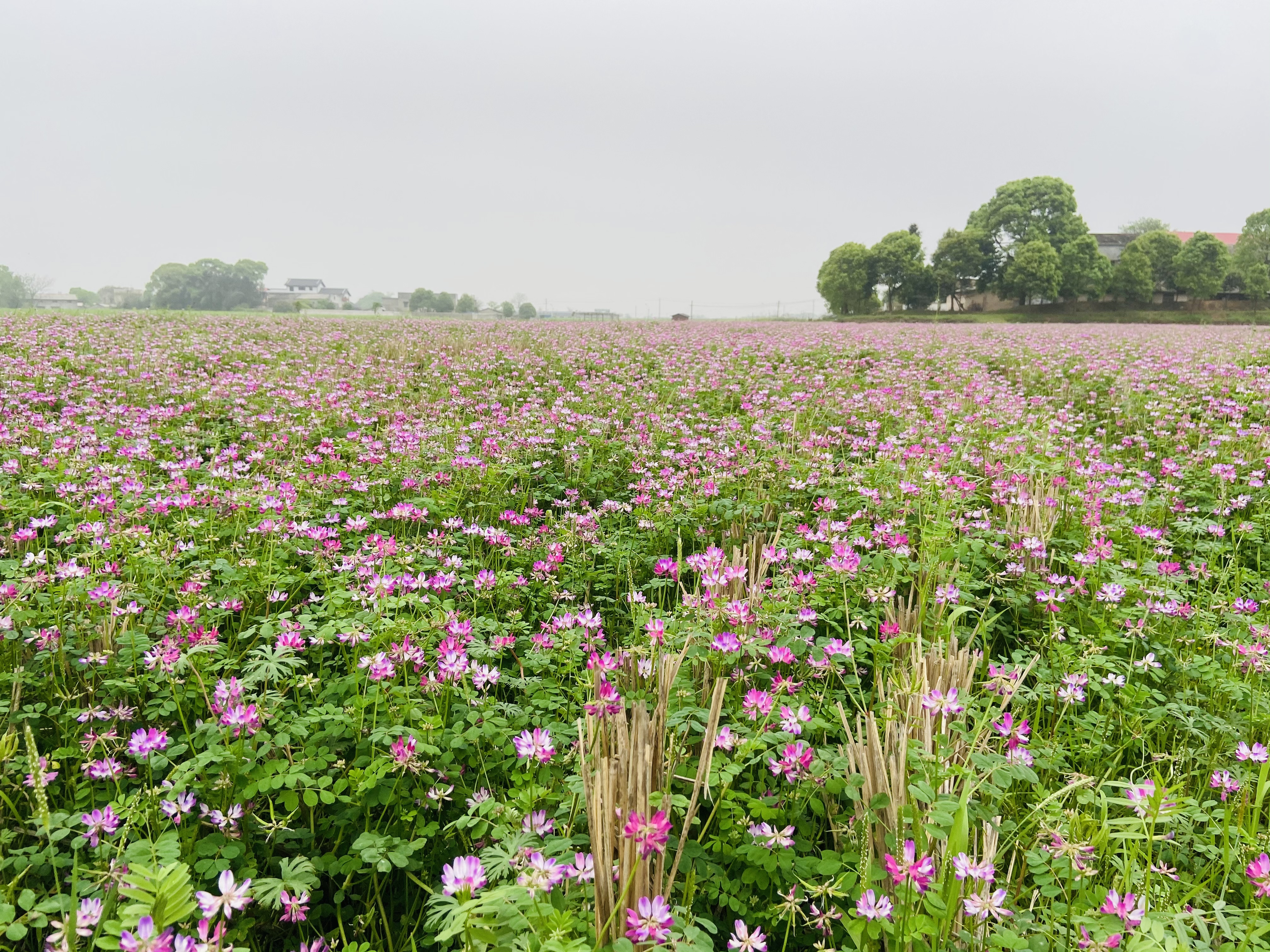 韶山:紫云英化作春泥护春耕