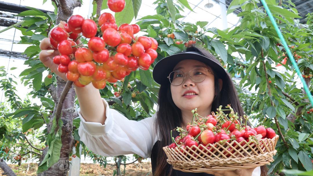 昆山天福生态园摘樱桃图片