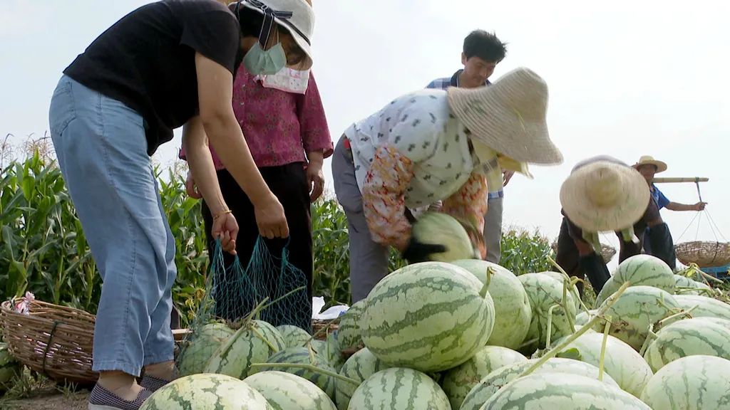 安徽当涂:江心乡生态优先 绿色发展