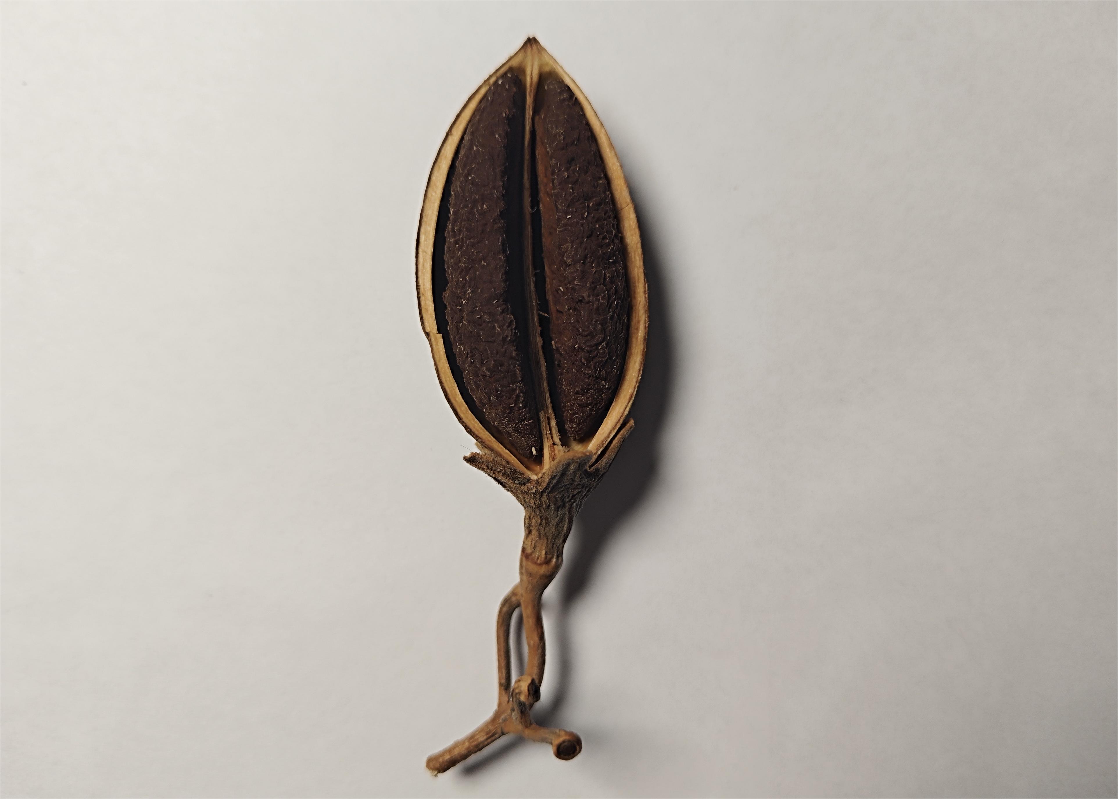 从一颗毛泡桐的果实你能看到些什么?小身体竟蕴含着大秘密!