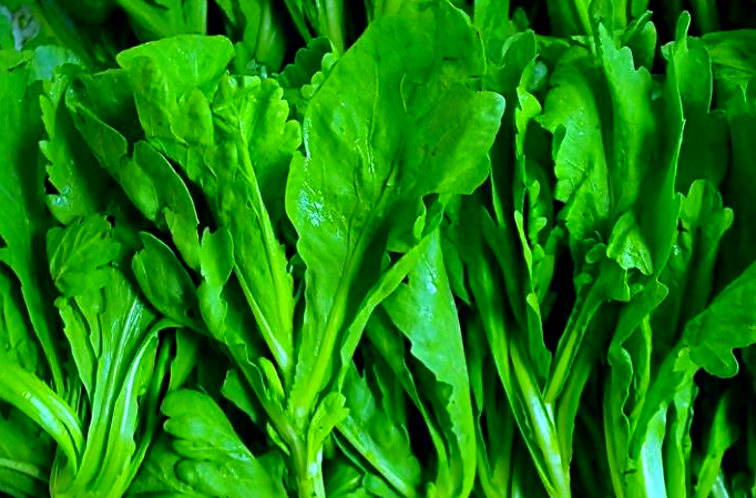 都市小菜园中的蓬蒿菜种植与护理指南