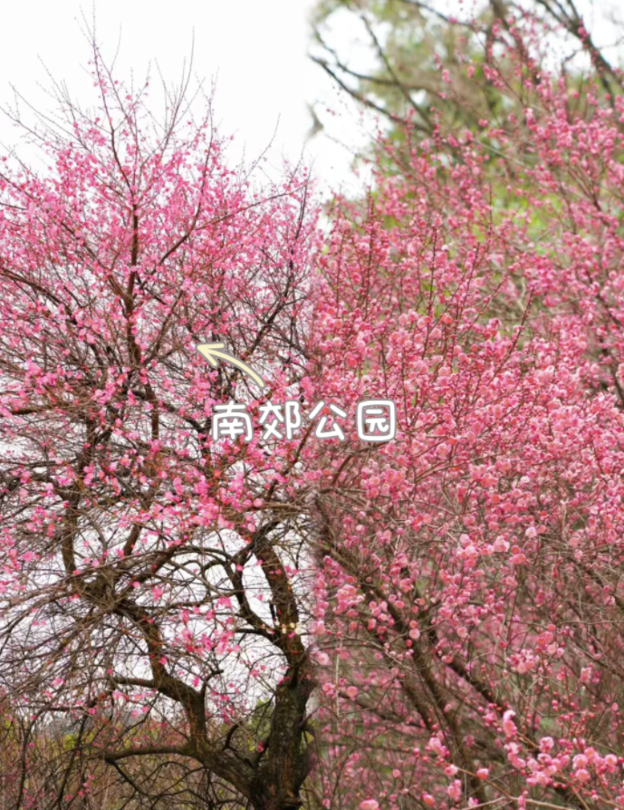 快冲gf203cgfgffe0fgf梅花花期倒计时再不去就晚了