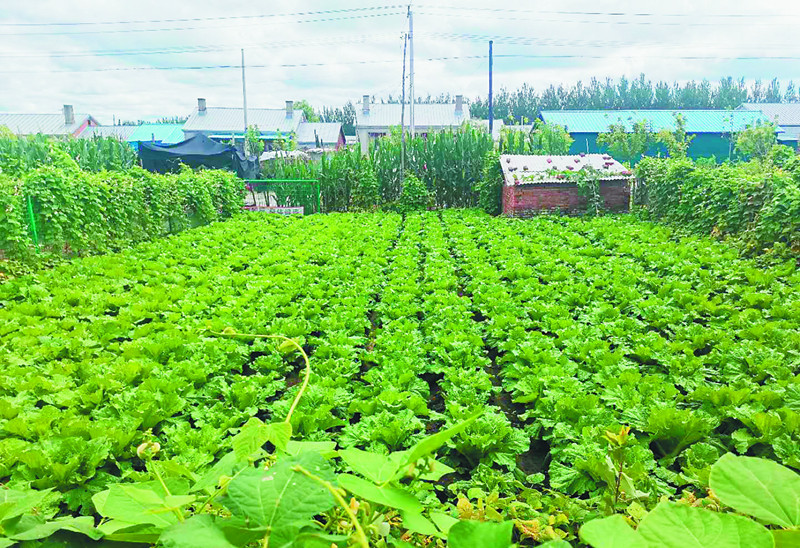 黑龙江:小菜园做出精准扶贫大文章
