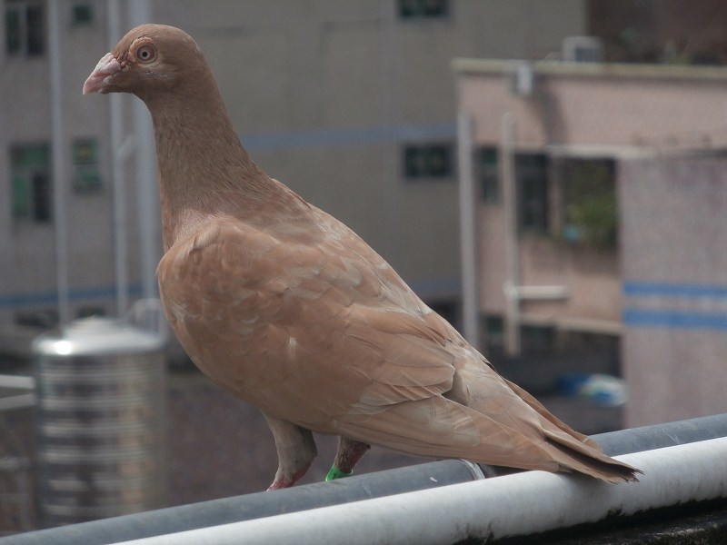 珍惜优质种鸽作育出来的优秀的后代