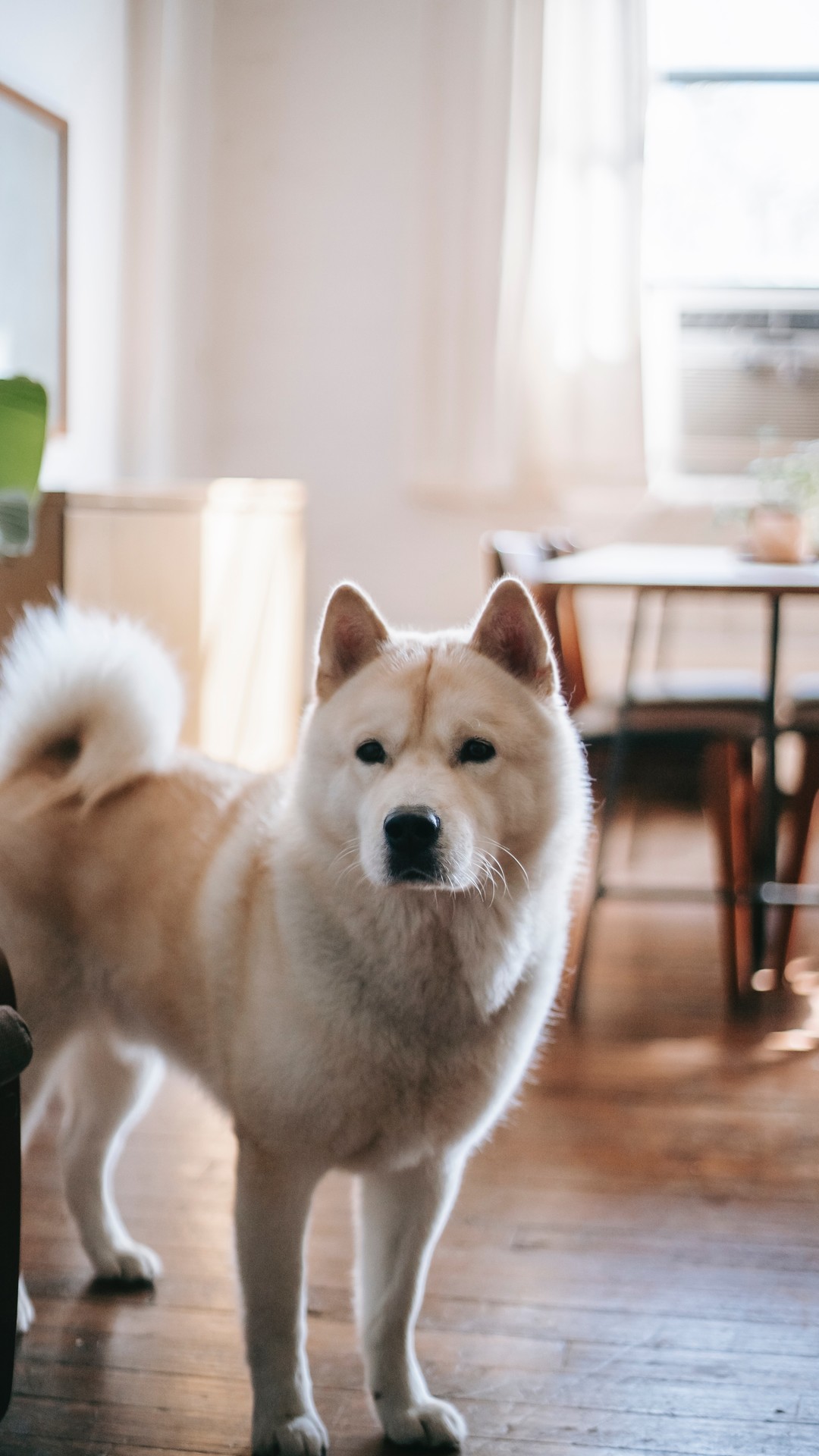 动物壁纸|可爱狗狗高清图片壁纸2