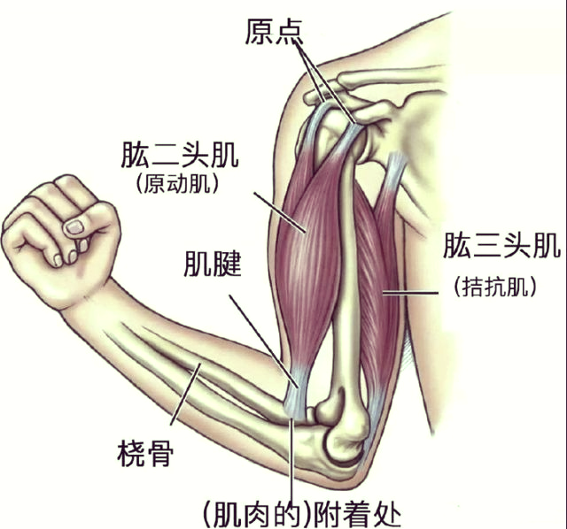 手臂训练指南:强化肱二头肌与肱三头肌的有效动作详解