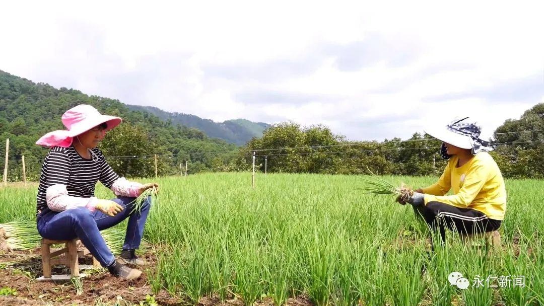 「乡村振兴」永仁县永兴傣族乡:四季田间人倍忙 种植蔬菜走富路