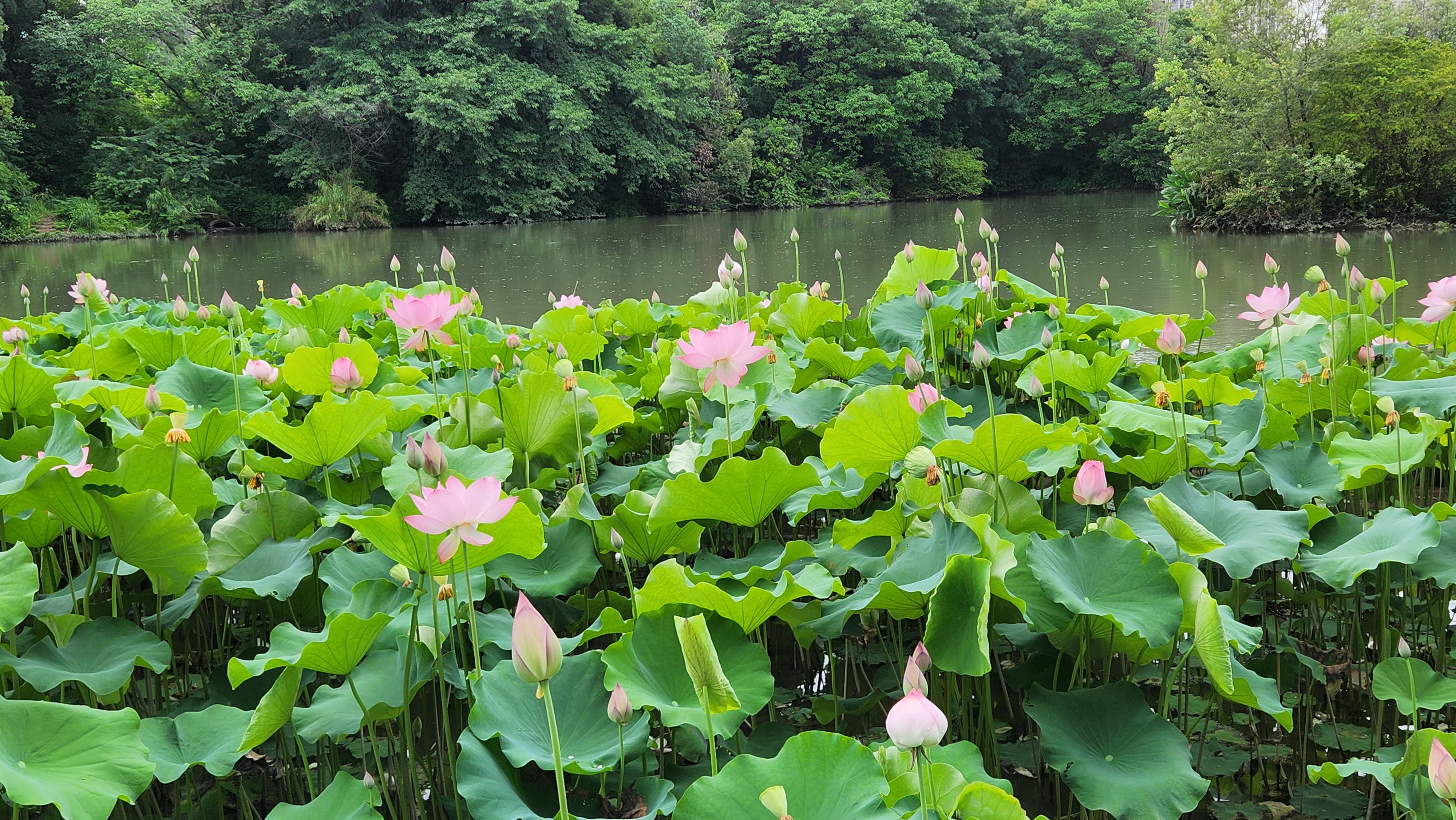 福州金山公园图片大全图片