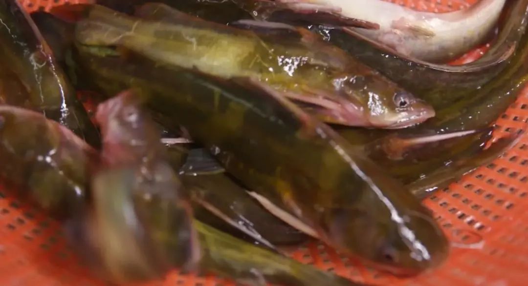 huizhou清蒸东江杂鱼这些东江"杂"鱼以钳鱼,黄骨鱼,笋壳鱼为主,惠州人