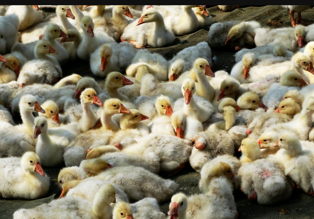 鹅崽啄毛怎么回事 小鹅啄毛用什么