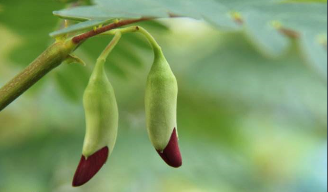 大花田菁介绍,大花田菁种植方法,可食用的植物