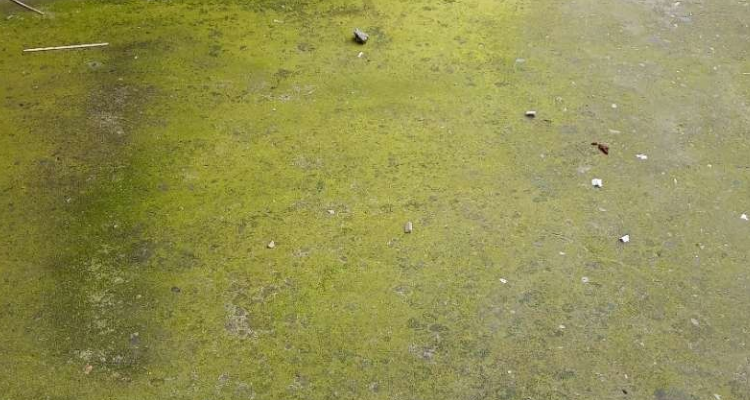 水泥地面有青苔怎么处理比较快