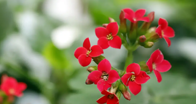 如意花的养殖方法和注意事项