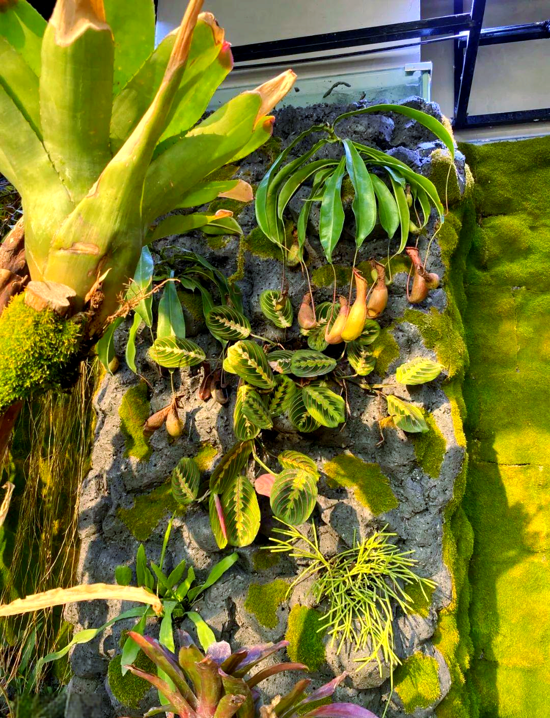 探秘热带世界的独特植物