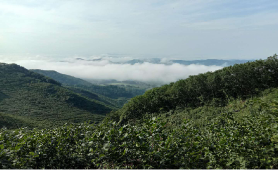 开原马家寨镇:做大做强榛子产业,带动榛农增收致富