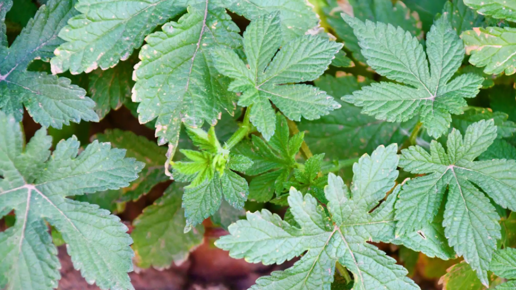 此草有清热解毒,治咳嗽等良效,奈何农民不识货,农村看到也不摘