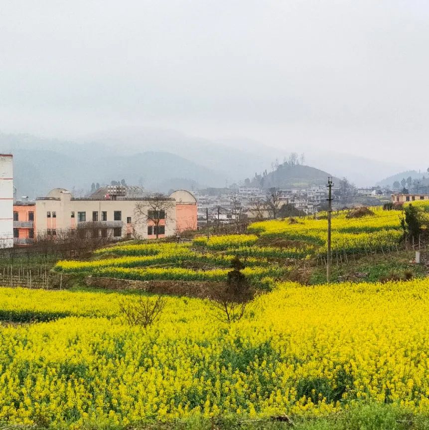 息烽乡村"繁花"盛开,你去赏花了吗?