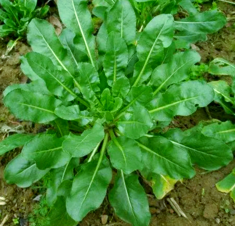 十字花科板蓝根种植全攻略