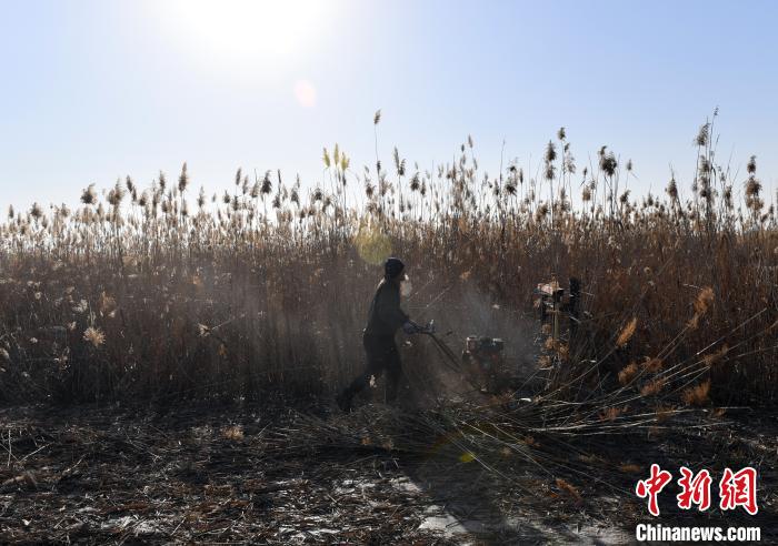 白洋淀芦苇收割补贴图片