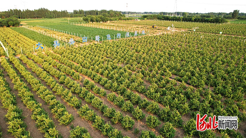 河北巨鹿县:"以花富民" 金银花鼓起农民"钱袋子"