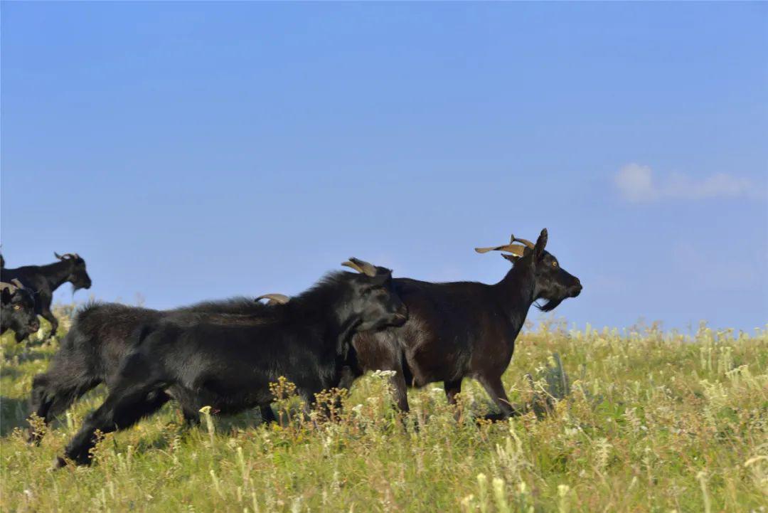 品味会东⑥云体验黑山羊选美,明天名"羊"天下