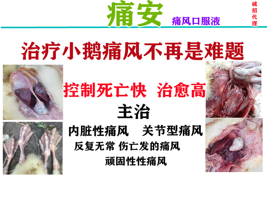 禽醫劉帆談鵝痛風怎麼治療最有效 治療鵝痛風的有效方法