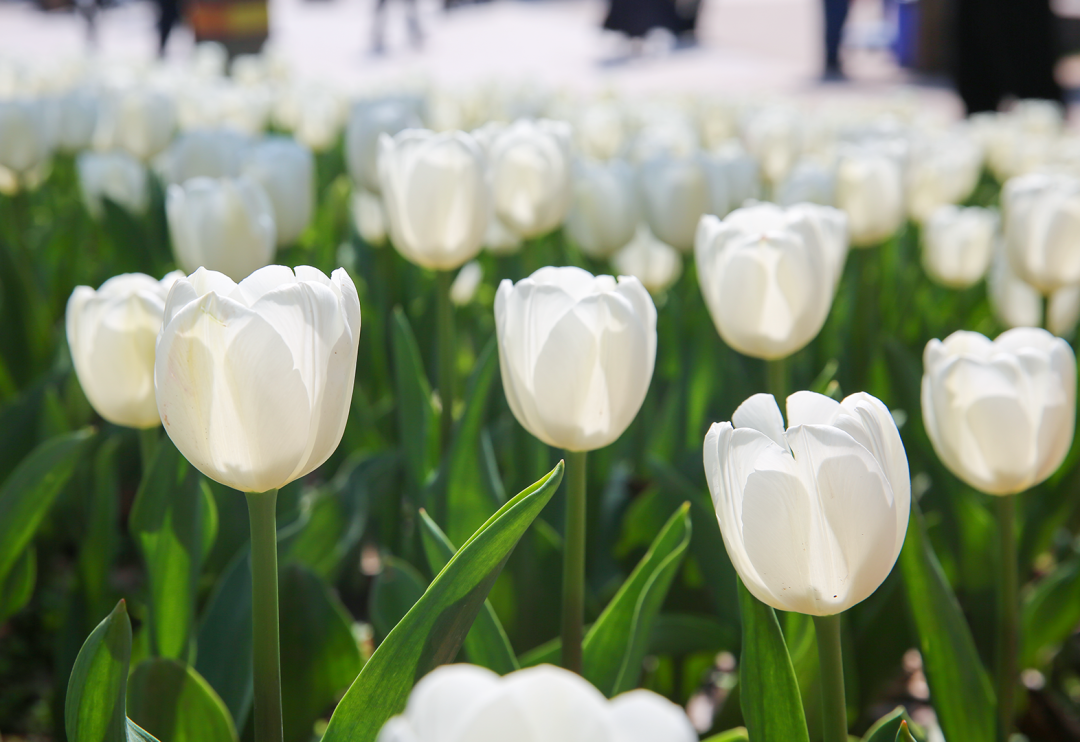 约!3月6日,去遂宁蓬溪天福万象花海看郁金香!