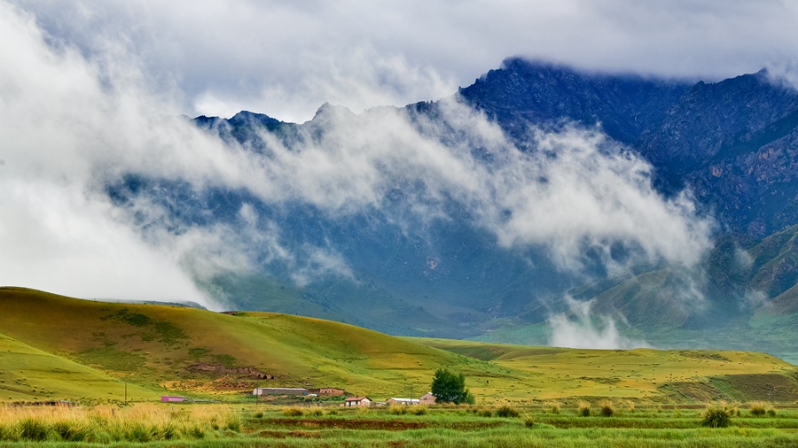 夏日祁连山绿草茵茵牧歌悠扬