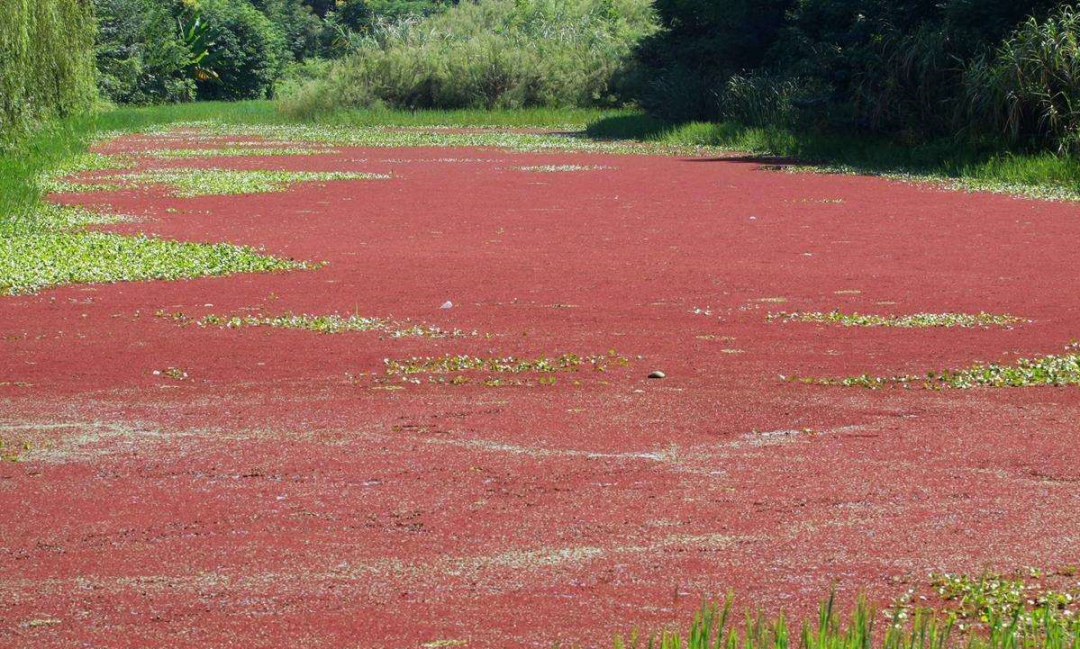 在4900万年前泛滥的红萍,差点"冰冻"地球,如今可能拯救人类?