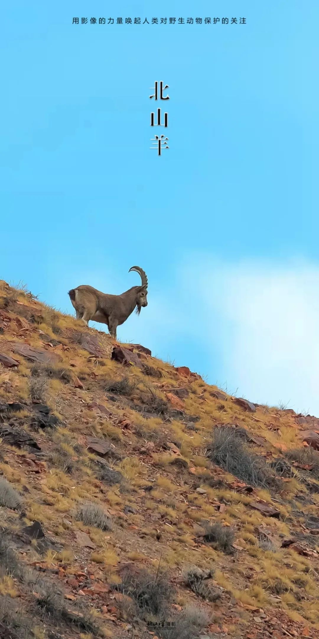 来看!悬崖峭壁上的"羊羊"