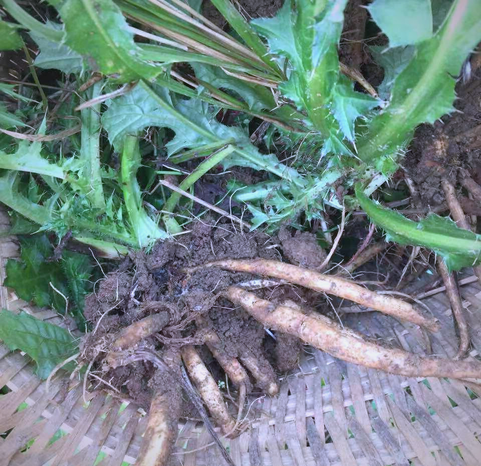 生物百科|探索"将军草"牛口刺的丰富内涵与多样化生长环境