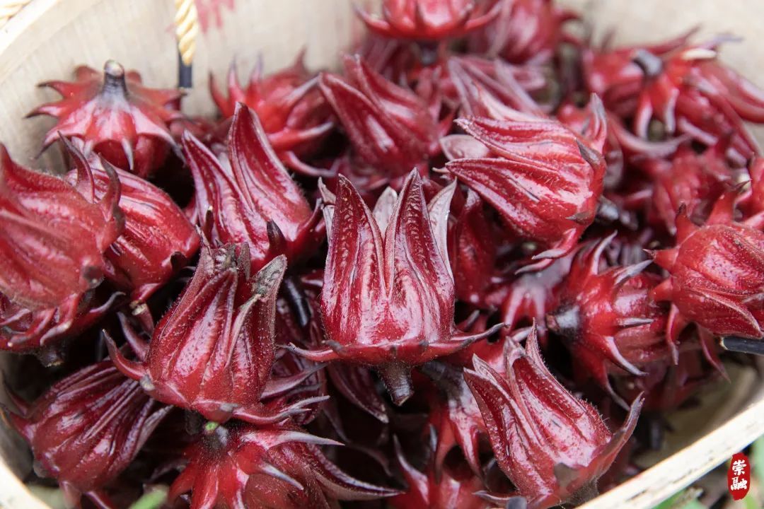 "洛神花"在崇明试种成功