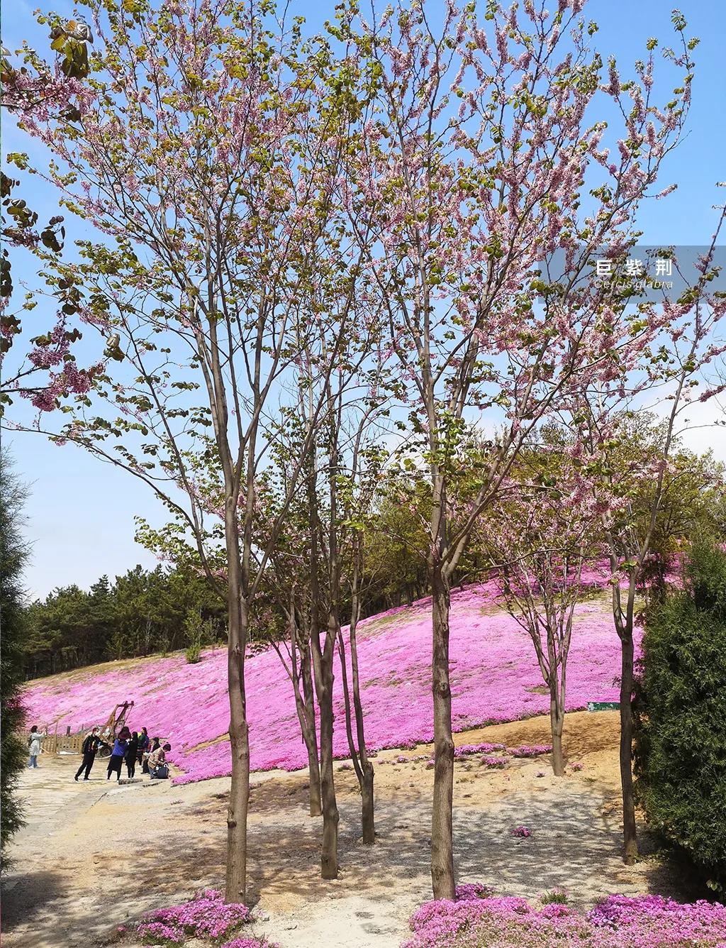 认识下四季春1号的母系亲本——湖北紫荆(又名巨紫荆)