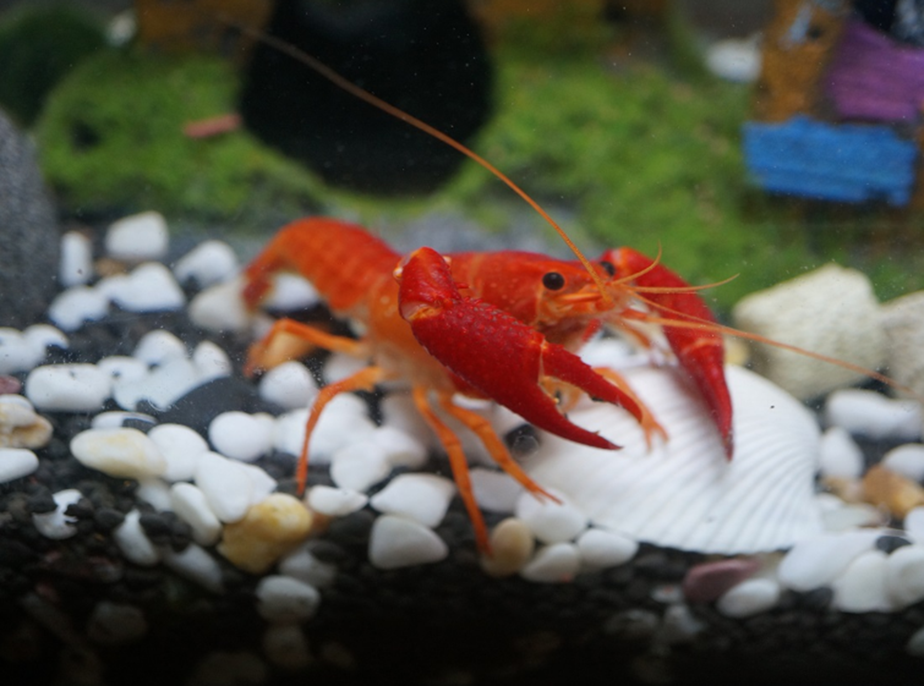 小龙虾可以养在鱼缸里吗?小龙虾对水温的要求?